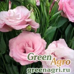 Семена Эустома крупноцветковая Арена III Хот Пинк 100драже