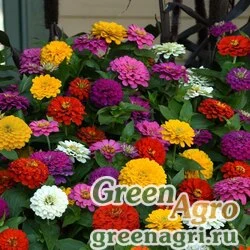 Семена Цинния Зести Микс 100шт