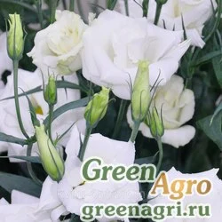 Семена Эустома крупноцветковая Арена II Килиманджаро 100драже