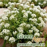 Семена Алиссум Бимбо белый  (упак-50 гр.)