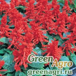 Семена Сальвия блестящая (Salvia splendens) "Maestro F1" (red) raw 1 гр.