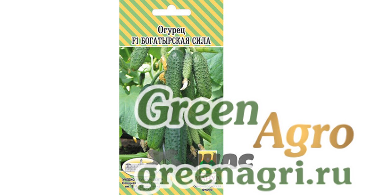 аэлита огурец мечта дачника f1. сорт богатырская сила. сорт огурцов русский богатырь. огурец богатырская сила f1 манул. огурец богатырская сила f1 манул.