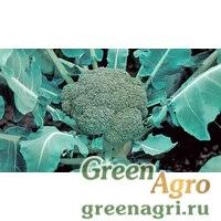 Семена Монтоп F1 2,5 тыс. семян, Syngenta