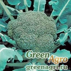 Семена Монтоп F1 2,5 тыс. семян, Syngenta