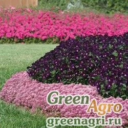 Семена Алиссум морской компактный (Lobularia maritima) "Easter Bonnet" (deep pink) raw 5000 шт.