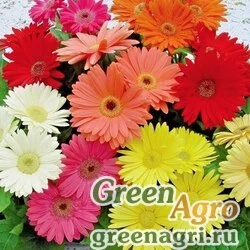 Семена Гербера Джеймсона (Gerbera jamesonii) "Single flowered Hybrids" (mix) 2 гр.
