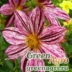 Семена Георгина летняя (Dahlia variabilis) "Fireworks" (mix) 3 гр.