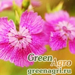 Семена Гвоздика Фишера (Dianthus fischerii) 3.5 гр.