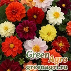 Семена Георгина гибридная (Dahlia hybrida) "Figaro" (mix) raw 1000 шт.