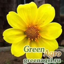 Семена Георгина летняя (Dahlia variabilis) "Mignon" (yellow) 30 гр.
