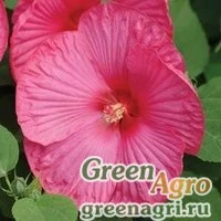 Семена Гибискус мускусный (Hibiscus moscheutos) "Luna F1" (rose) raw 100 шт.