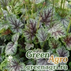 Семена Гейхера Куртиса (Heuchera curtisii) 1 гр.