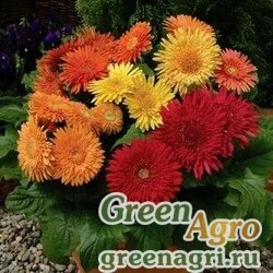 Семена Гербера Джеймсона (Gerbera jamesonii) "Cartwheel F1" (autumn colors) raw 100 шт.