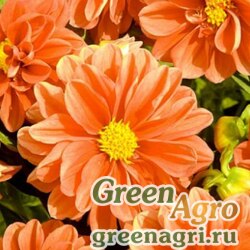 Семена Георгина летняя (Dahlia variabilis) "Opera" (orange) 10 гр.