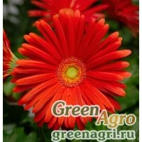 Семена Гербера Джеймсона (Gerbera jamesonii) "Elephant F1" (scarlet) coated 500 шт.