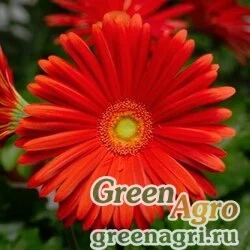 Семена Гербера Джеймсона (Gerbera jamesonii) "Elephant F1" (scarlet) coated 500 шт.