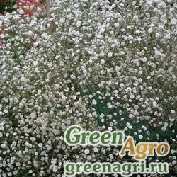 Семена Гипсофила изящная (Gypsophila elegans) "Covent Garden Market" (white) 200 гр.