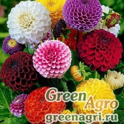 Семена Георгина летняя (Dahlia variabilis) "Pompon" (mix) 20 гр.