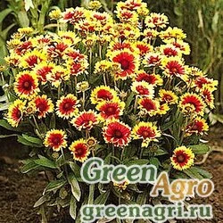 Семена Гайлардия остистая крупноцветковая (Gaillardia aristata grandiflora) "Bremen" 15 гр.