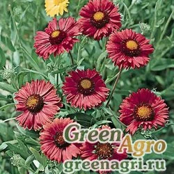 Семена Гайлардия остистая крупноцветковая (Gaillardia aristata grandiflora) "Burgundy" 15 гр.