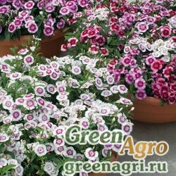 Семена Гвоздика гибридная (Dianthus hybrida) "Chiba F1" (formula/full mixture) raw 1000 шт.