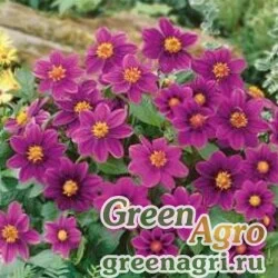 Семена Георгина летняя (Dahlia variabilis) "Mignon" (purple) 30 гр.