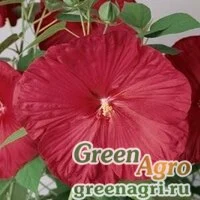 Семена Гибискус мускусный (Hibiscus moscheutos) "Luna F1" (red) raw 100 шт.
