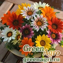 Семена Гацания жестковатая (Gazania rigens) "New Day" (mix) coated 1000 шт.