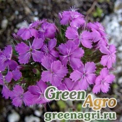 Семена Гвоздика ложноармериевидная (Dianthus pseudarmeria) 3.5 гр.