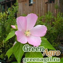 Семена Гибискус мускусный (Hibiscus moscheutos var.mocheutos) 15 гр.
