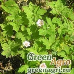 Семена Герань сибирская (Geranium sibiricum) 1 гр.