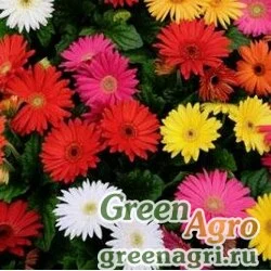 Семена Гербера Джеймсона (Gerbera jamesonii) "Mega Revolution F1" (mix classic) coated 100 шт.