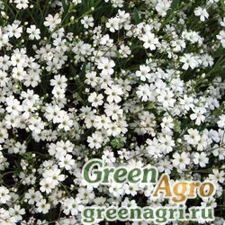 Семена Гипсофила ползучая (Gypsophila repens) "Filou" (White) raw 250 шт.