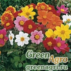 Семена Георгина летняя (Dahlia variabilis) "Mignon" (mix) 30 гр.