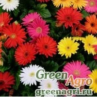 Семена Гербера Джеймсона (Gerbera jamesonii) "Mega Revolution F1" (mix select) coated 100 шт.