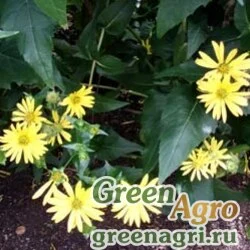 Семена Гайлардия остистая  (Gaillardia aristata) "Single flowered" (mixture) 50 гр.