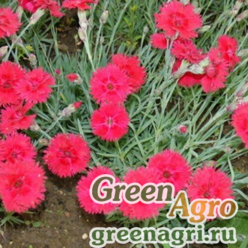 Гвоздика Альпийская Dianthus Alpinus