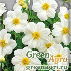 Семена Георгина летняя (Dahlia variabilis) "Mignon" (white) 30 гр.