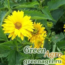Семена Гелиопсис шершавый (Heliopsis scabra) "Summer Sun" 25 гр.