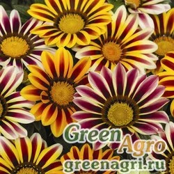 Семена Гацания жестковатая (Gazania rigens) "Kiss F1" (flame mix) raw 1000 шт.