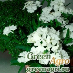 Семена Гвоздика гибридная (Dianthus hybrida) "Chiba F1" (white) raw 1000 шт.