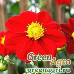 Семена Георгина летняя (Dahlia variabilis) "Mignon" (red) 30 гр.