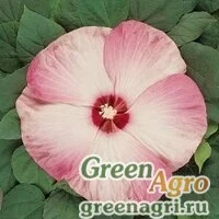 Семена Гибискус мускусный (Hibiscus moscheutos) "Luna F1" (pink swirl) raw 100 шт.