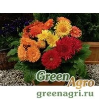 Семена Гербера Джеймсона (Gerbera jamesonii) "Cartwheel F1" (autumn colors) raw 500 шт.