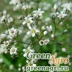 Семена Гипсофила метельчатая (Gypsophila paniculata) "Snowflake" (white) 25 гр.