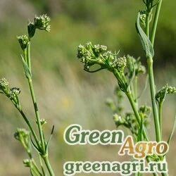 Семена Гипсофила высокая (Gypsophila altissima) 3 гр.