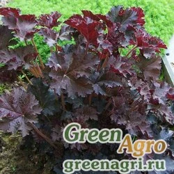 Семена Гейхера мелкоцветная (Heuchera micrantha) "Palace Purple" pelleted 1000 шт.