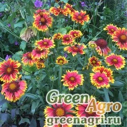 Семена Гайлардия остистая крупноцветковая (Gaillardia aristata grandiflora) "Dazzler" 15 гр.