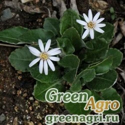 Семена Гербера непальская (Gerbera kunzeana) 0,5 гр.