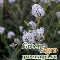 Семена Гипсофила головчатая (Gypsophila capitata) 3 гр.